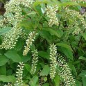 Itea virginica 'Henry Garnet'